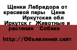  Щенки Лабрадора от красивой пары › Цена ­ 24 000 - Иркутская обл., Иркутск г. Животные и растения » Собаки   